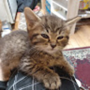 Meet your Posher, Kevin